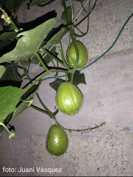 Archivo:Chayote.jpg