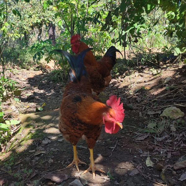 Archivo:Tutk (1080 x 1080 píxel).jpg